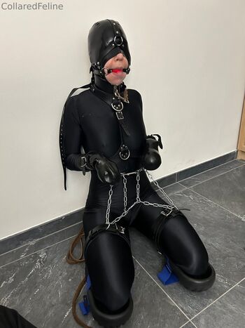 collaredfeline