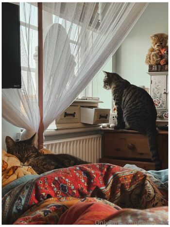 cottonsox