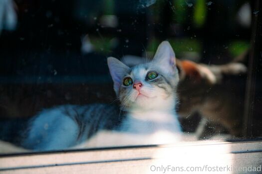 fosterkittendad