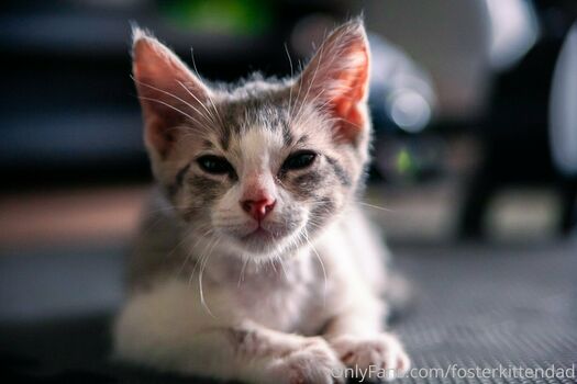 fosterkittendad