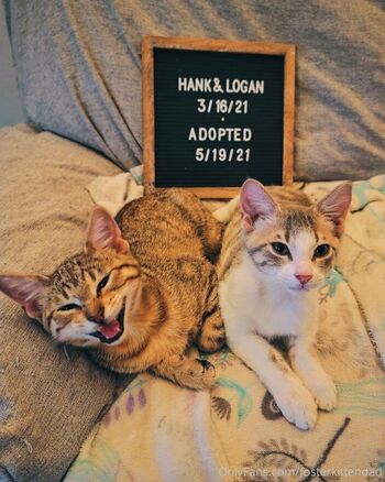 fosterkittendad