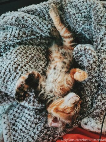 fosterkittendad