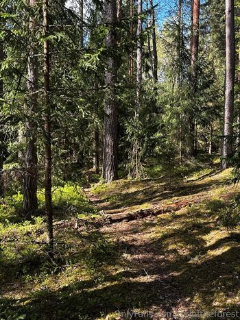 girloftheforest