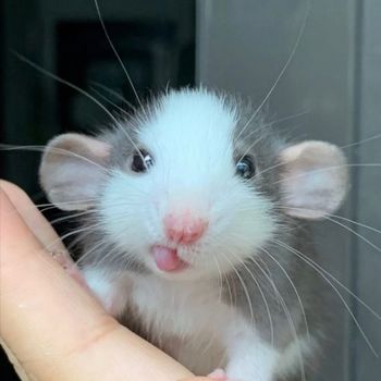 softbunnyrae